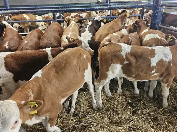 Krowa, Simmental cattle