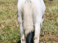 घोड़ी, Quarter Horse — फ़ोटो 6