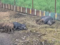 Sow, Pigs — photo 3