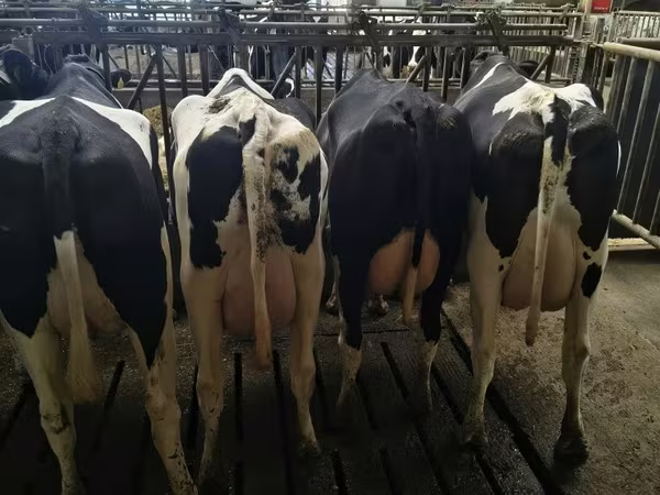 Cow, Holstein breed