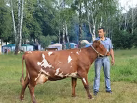 Krowa, Rasa jerseyjska — zdjęcie 2