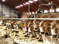 Cow, Simmental cattle — photo 3