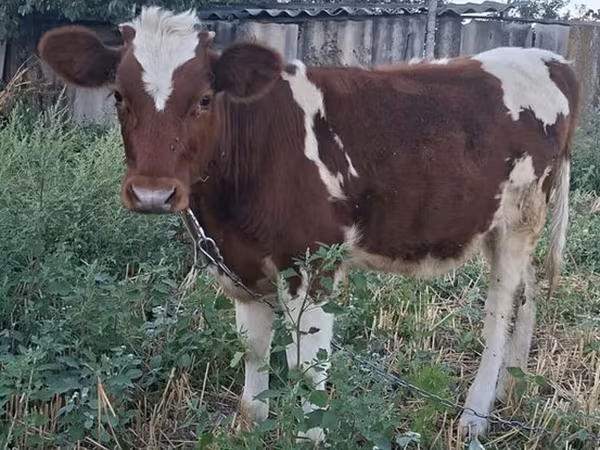 Cow, Cattle
