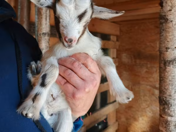 Koza, Australian Miniature goats — Rosja