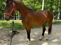 Stute, Dutch warmblood horse — Foto 6
