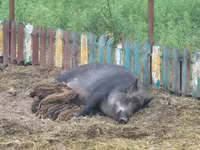 Sow, Pigs — photo 2