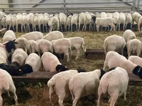 Owca, Kuibyshev sheep — zdjęcie 8