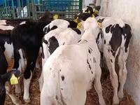 Toro, Raza Holstein — foto 5
