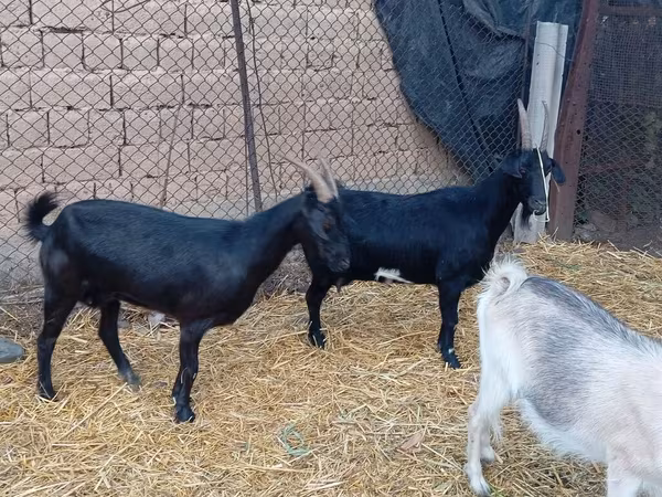 Kozioł, Saanen goat