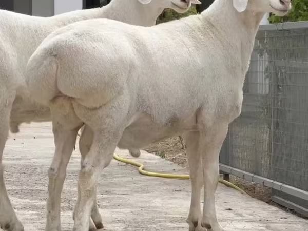 Ram, Sheep