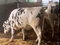 Kuh, Holstein-Rasse — Foto 8