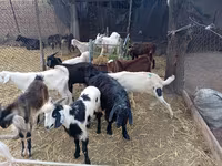 Kozioł, Pomellata goat — zdjęcie 1