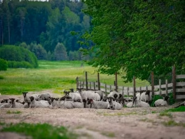 Baran, Romanov sheep — Rosja