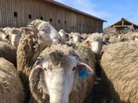 Baran, Kazakh fat-tailed coarsewool sheep — zdjęcie 4