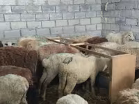 Sheep, Sheep — photo 6