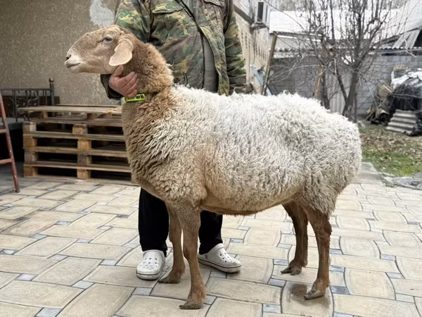 Sheep, Awassi sheep