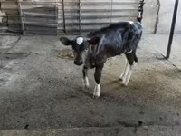 Bull, Cattle — photo 2