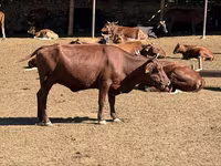 गाय, Latvian Blue cattle — फ़ोटो 2
