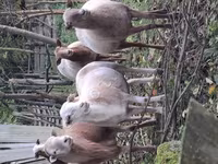 Baran, Katum sheep — zdjęcie 3