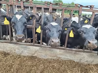 Byk, Russian Black pied cattle — zdjęcie 6
