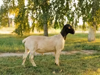 Baran, Dorper sheep — zdjęcie 1