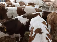 Bull, Simmental cattle — photo 4
