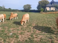 Krowa, Aubrac cattle — zdjęcie 7
