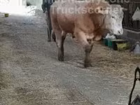 Byk, Bydło — zdjęcie 7