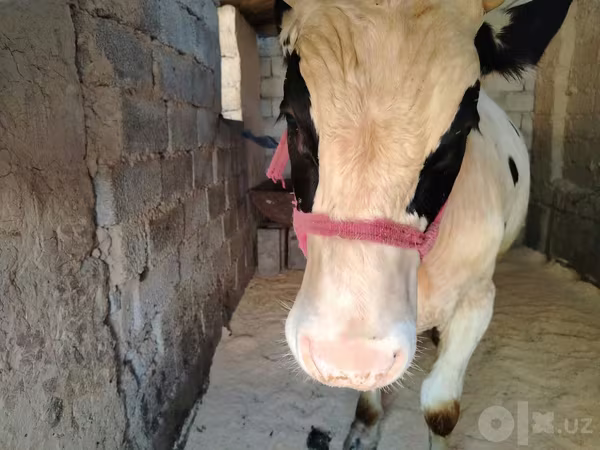 Byk, Russian Black pied cattle