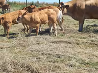 Krowa, Kasta krowa — zdjęcie 3
