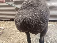 Owca, Saryarka sheep — zdjęcie 3