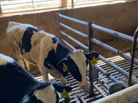Kuh, Holstein-Rasse — Foto 3