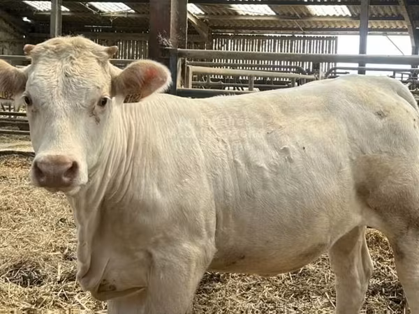 Krowa, Charolais cattle