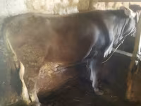 Bull, Cattle — photo 1