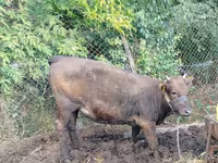 母牛, Cattle — 照片 3