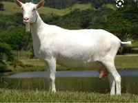 Billy Goat, Saanen goat — photo 4