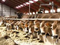 Kuh, Holstein-Rasse — Foto 3