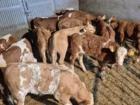 Bull, Simmental cattle — photo 7