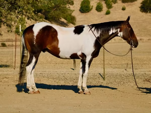 Horse (M), National Show Horse