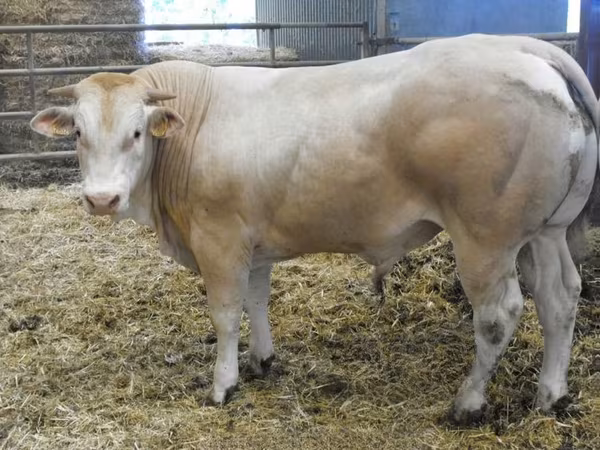 Byk, Blonde d’Aquitane cattle