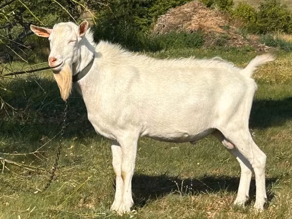 Cabro, Saanen goat