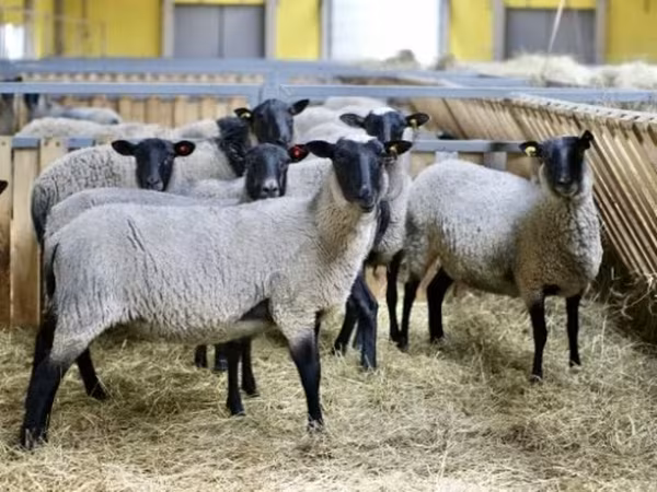 Owca, Romanov sheep — Rosja