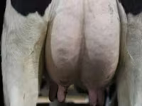 Krowa, Swiss cattle — zdjęcie 5