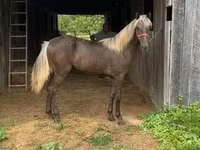 Kobyła, Rocky Mountain Horse — zdjęcie 8