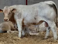 Byk, Charolais cattle — zdjęcie 3