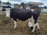 Vaca, Raza Holstein — foto 1