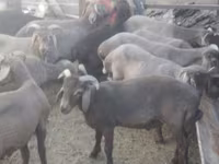 Widder, Arabi sheep — Foto 2