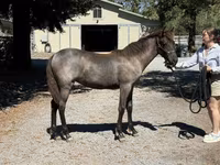 Yegua, Rocky Mountain Horse — foto 6