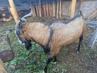 Kozioł, LaMancha goats — zdjęcie 1