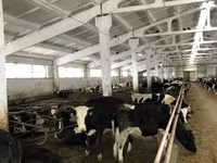 Cow, Yaroslavl cattle — photo 6